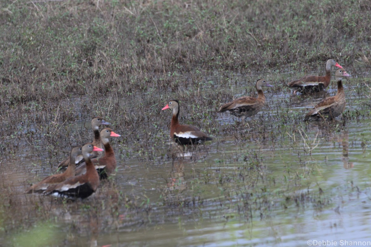 Black-bellied Whistling-Duck - ML123253491