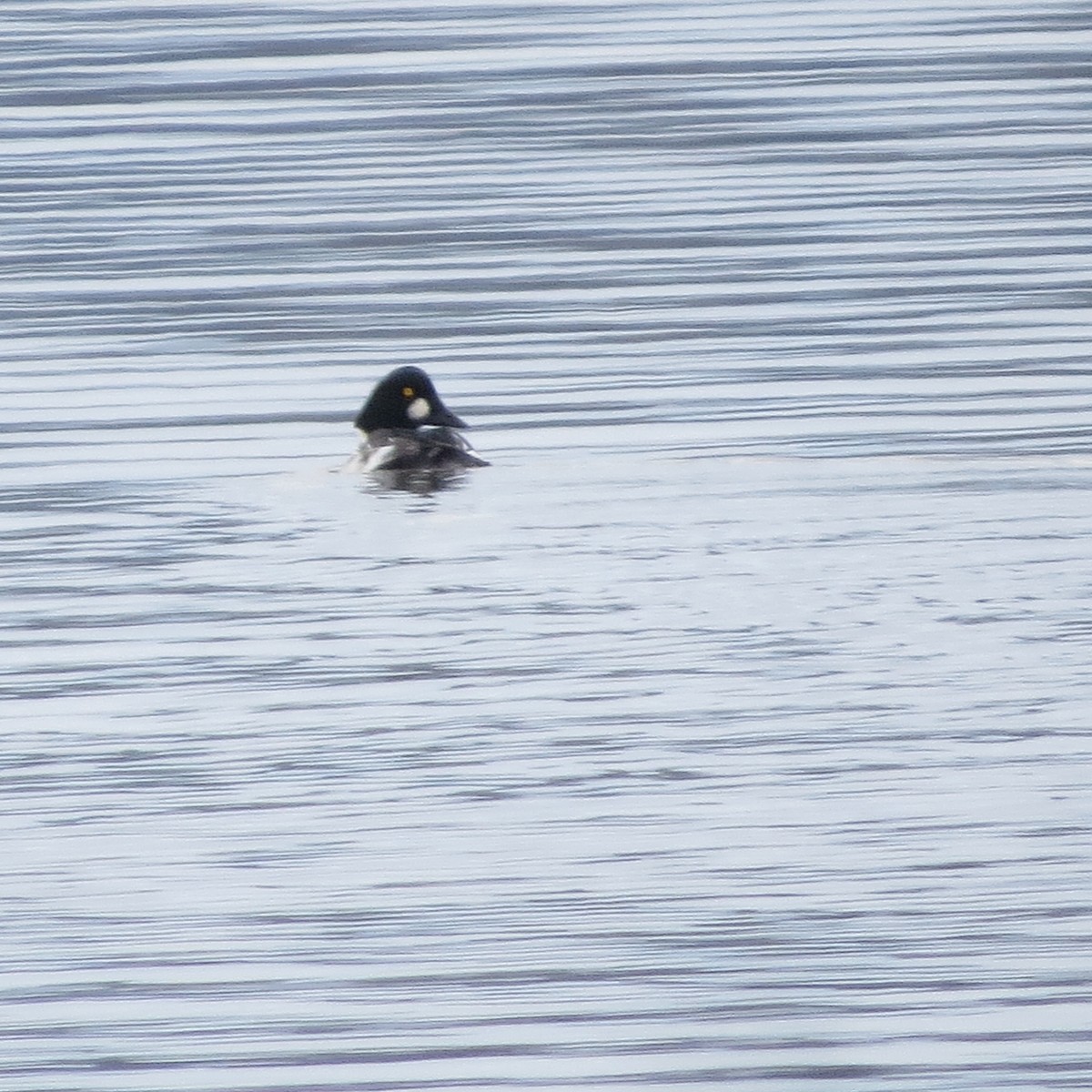 Common Goldeneye - ML123253811