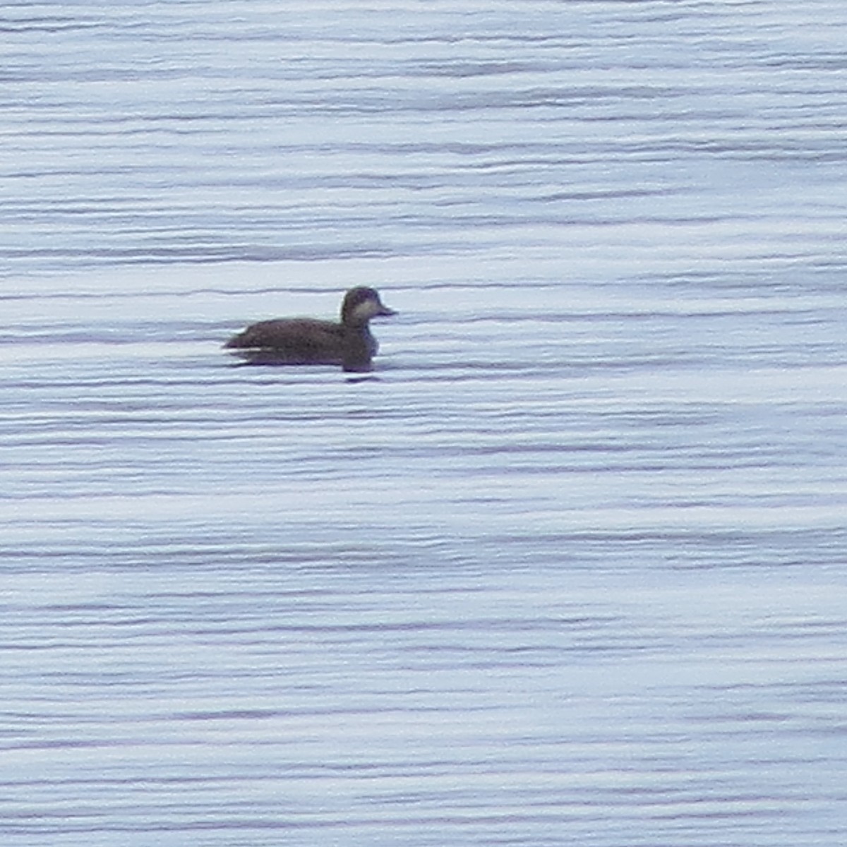 Black Scoter - ML123254051