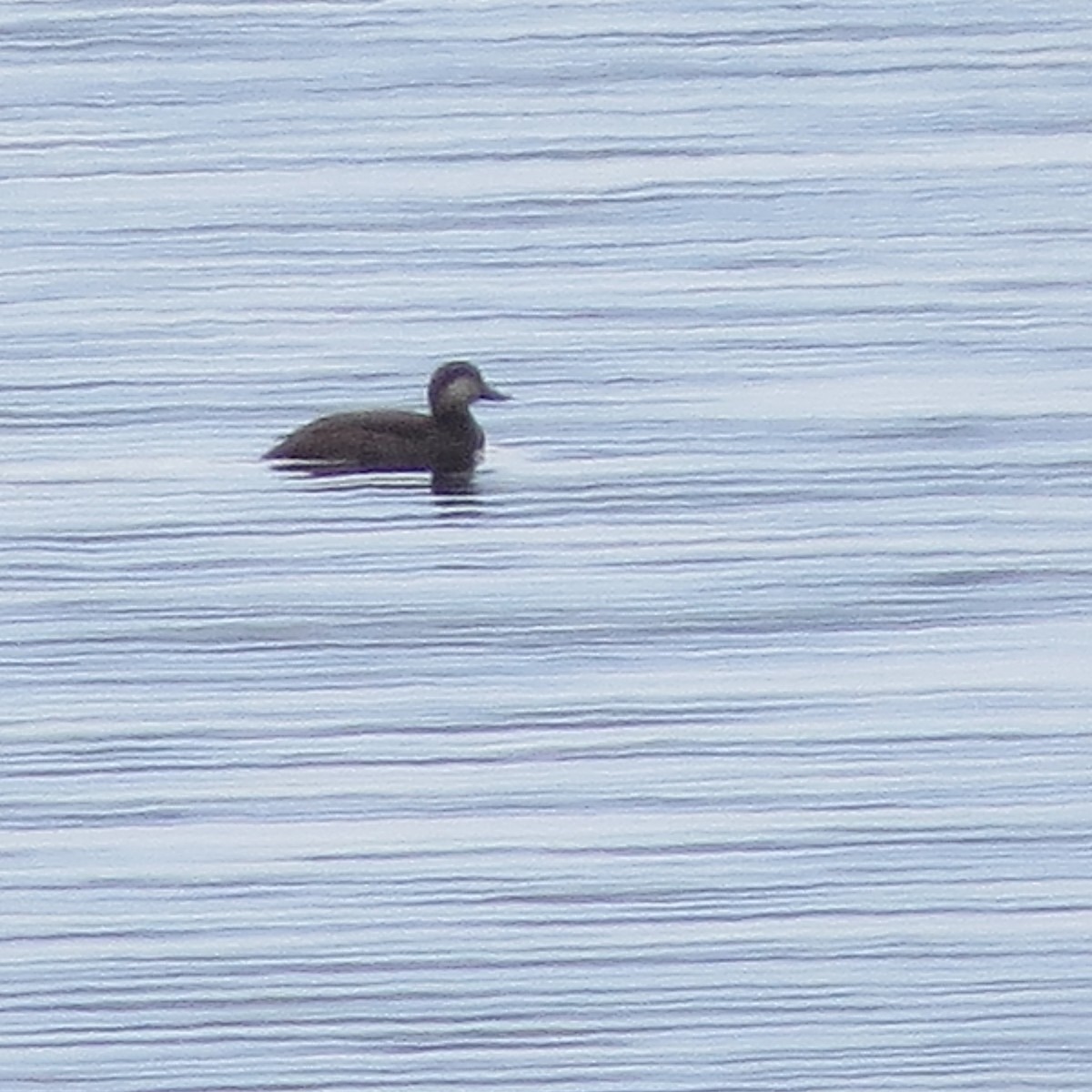 Black Scoter - ML123254081