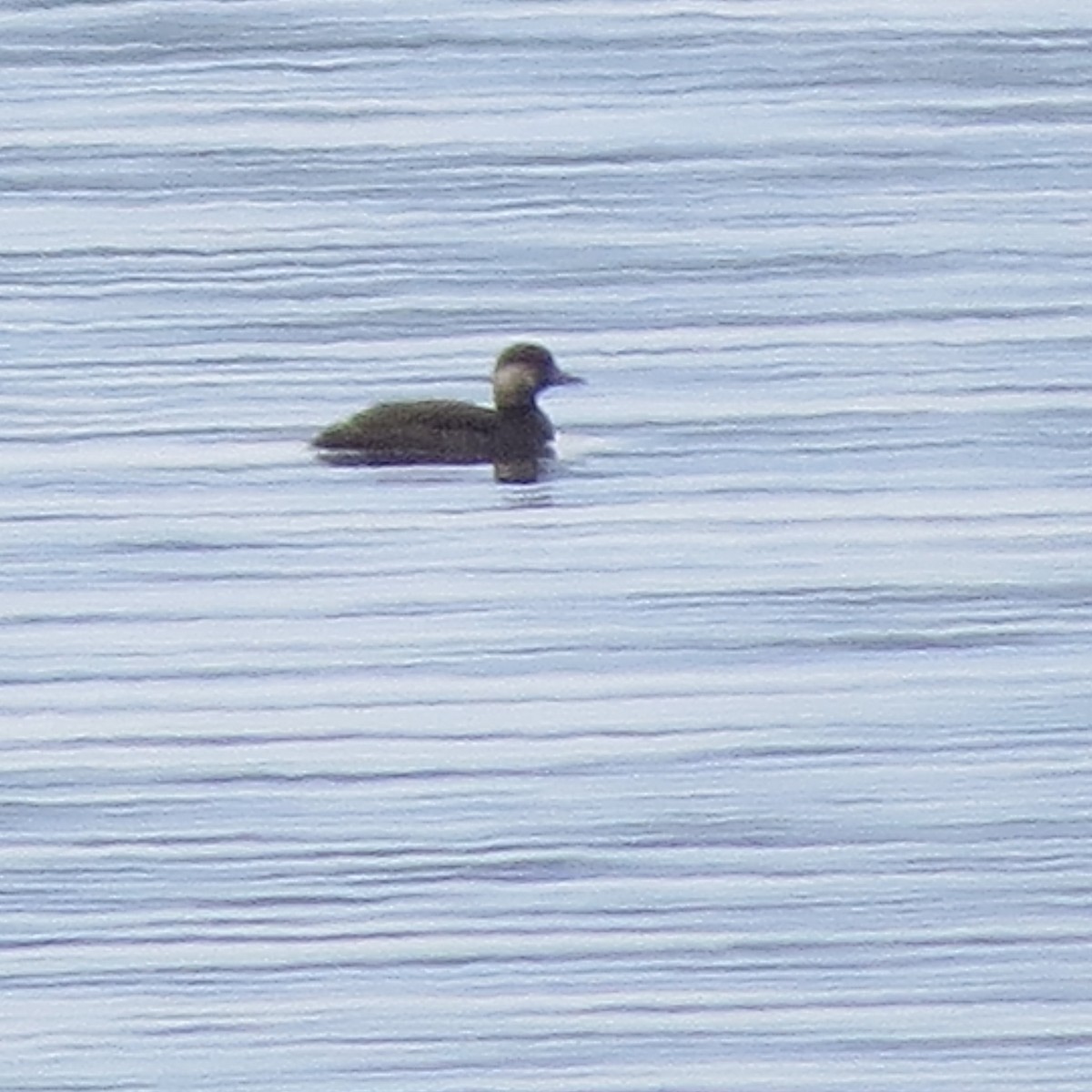 Black Scoter - ML123254101