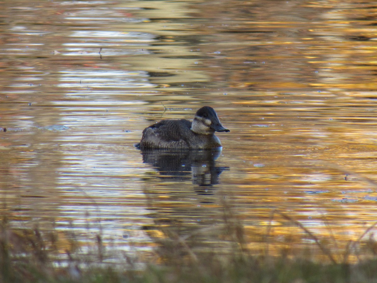 Ruddy Duck - ML123255571