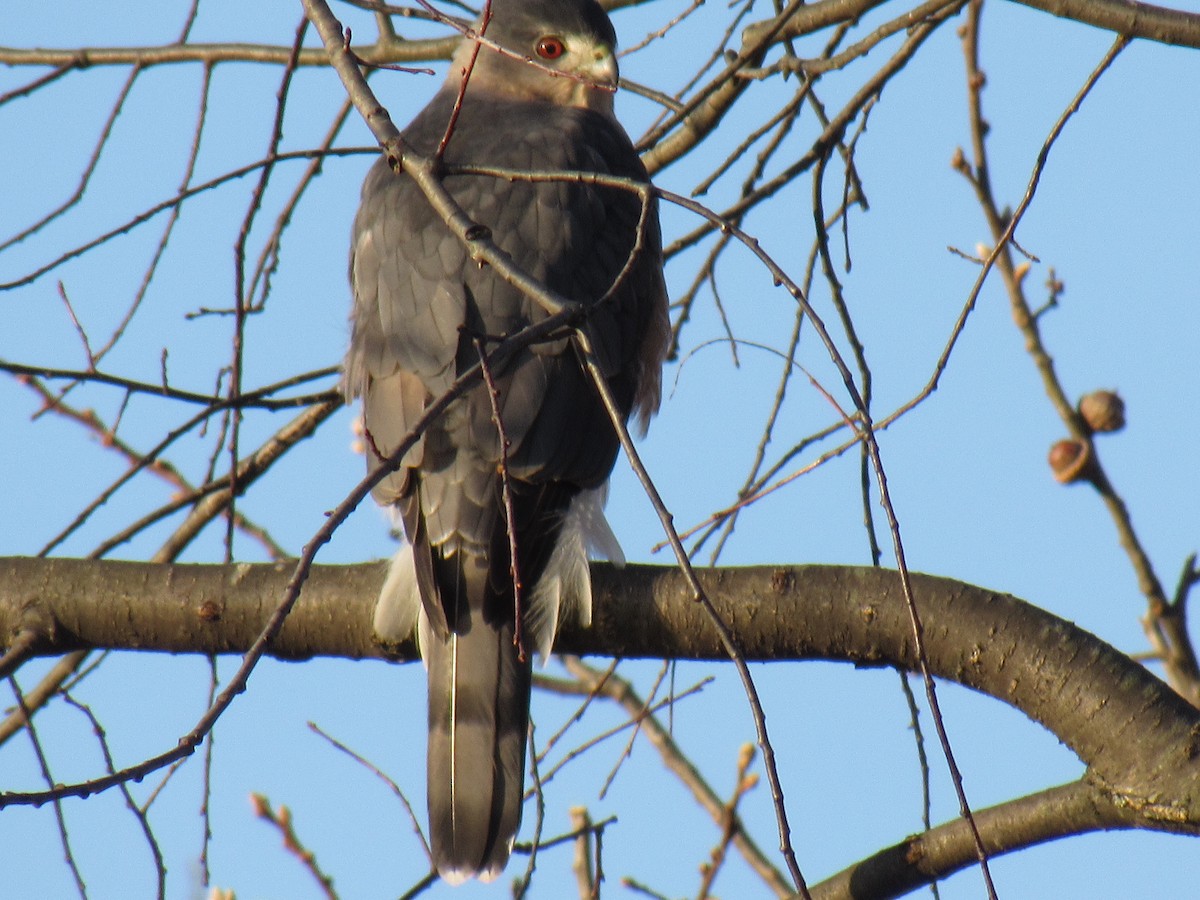 Cooper's Hawk - ML123255881