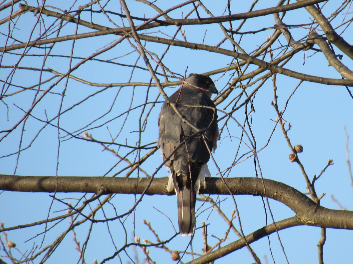 Cooper's Hawk - ML123255901