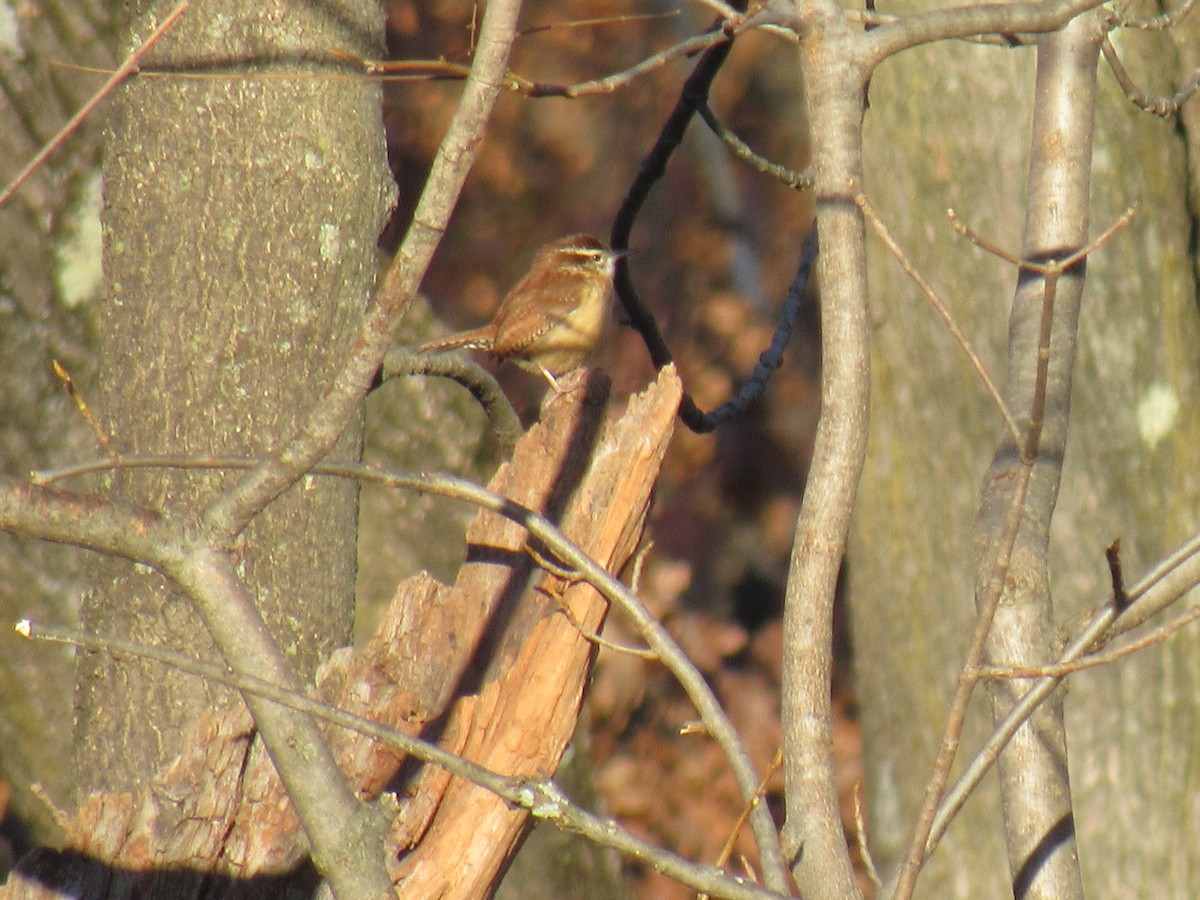 Carolina Wren - ML123256371