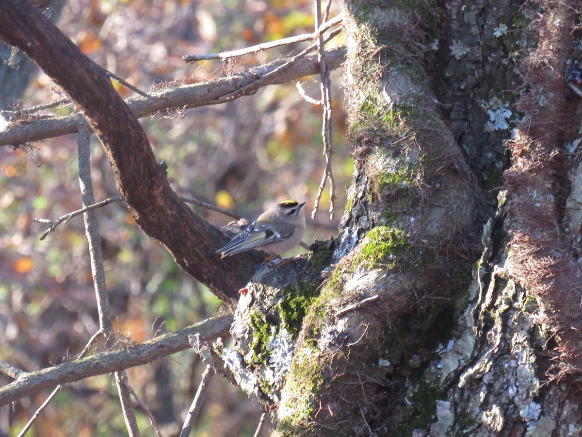 Golden-crowned Kinglet - ML123256391