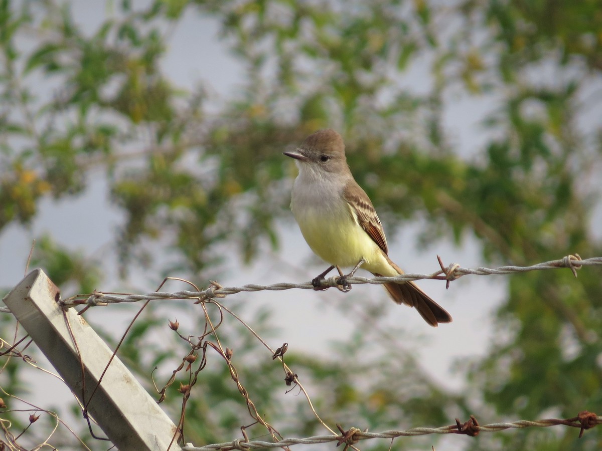 Ash-throated Flycatcher - ML123257441