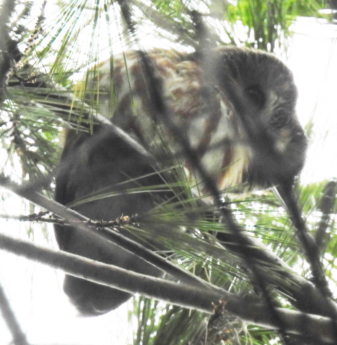 Northern Saw-whet Owl - ML123258481