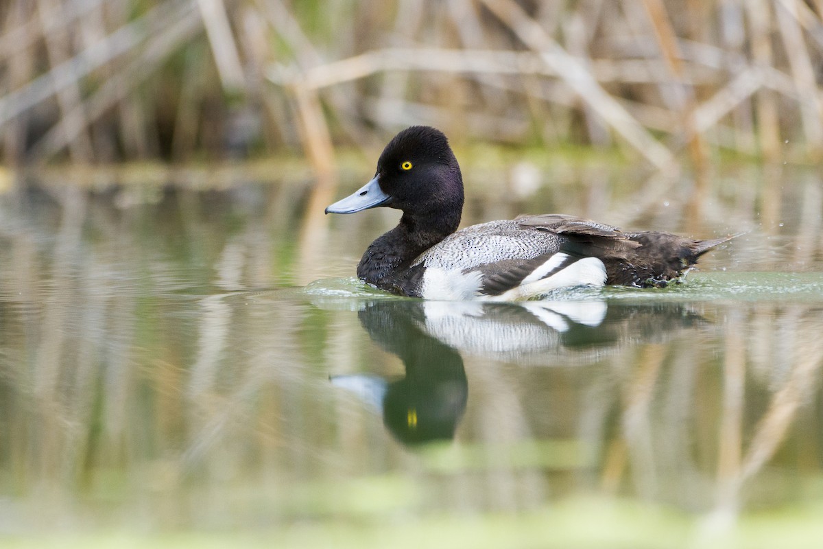 Lesser Scaup - Tony Dvorak