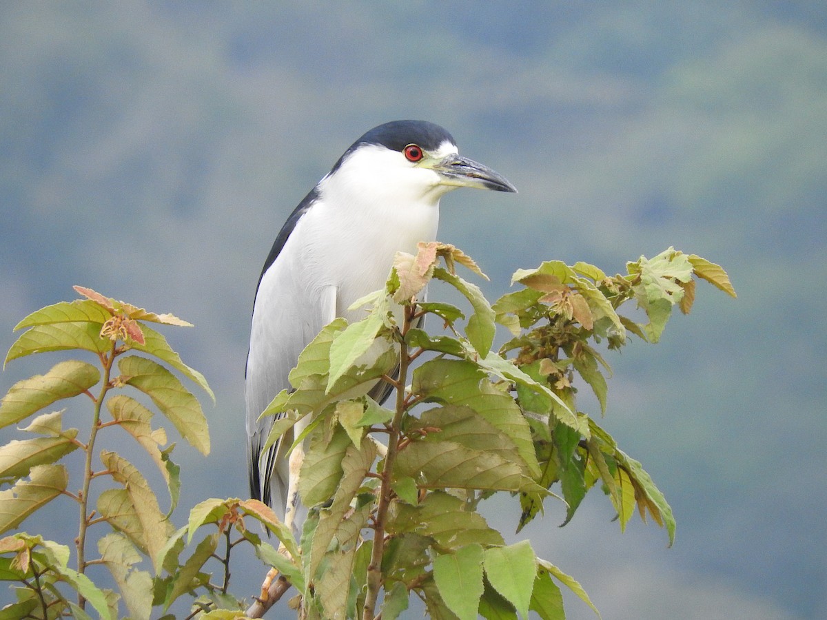 Black-crowned Night Heron - ML123259071