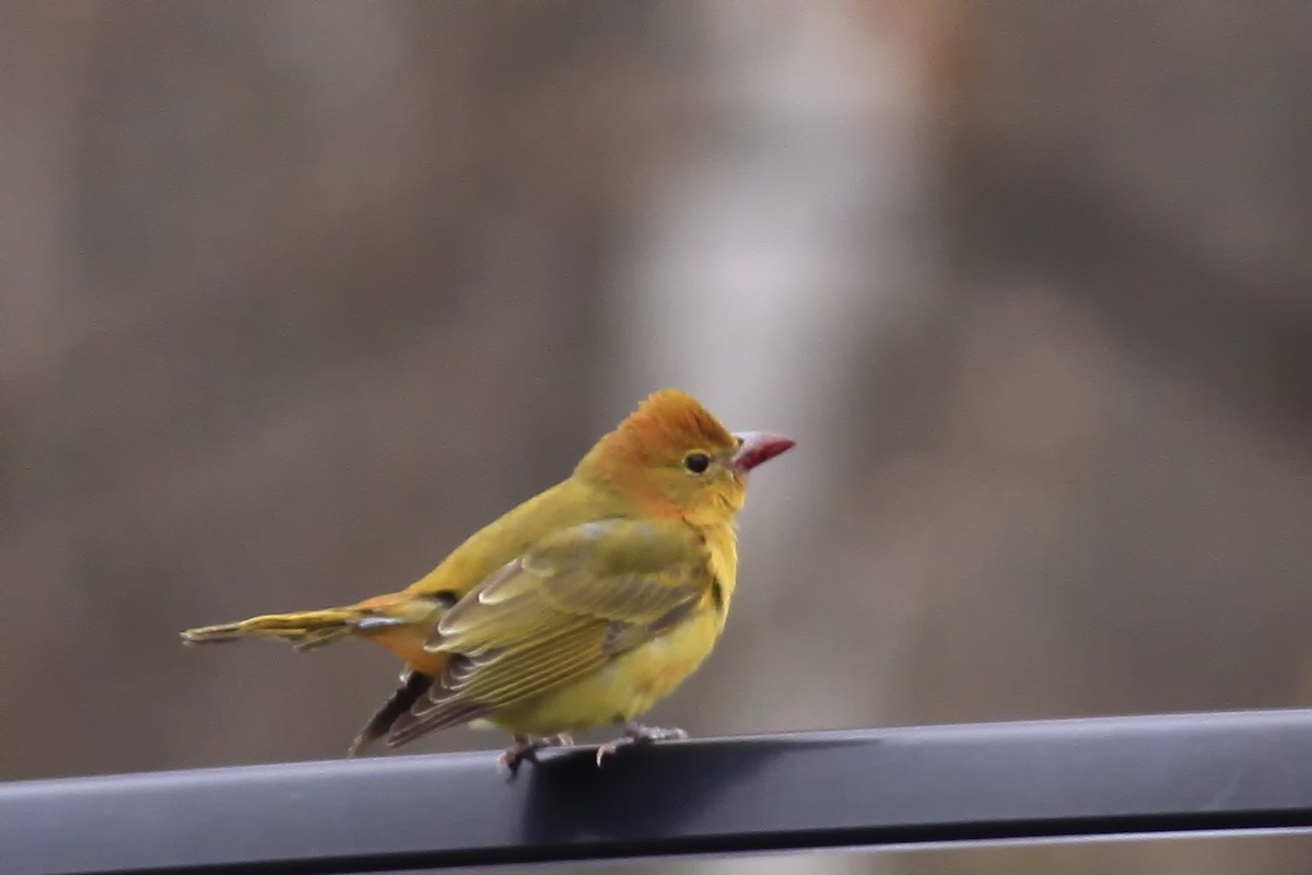 Summer Tanager - ML123261261