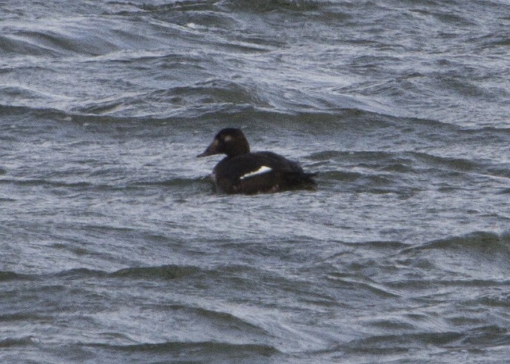 White-winged Scoter - ML123261331