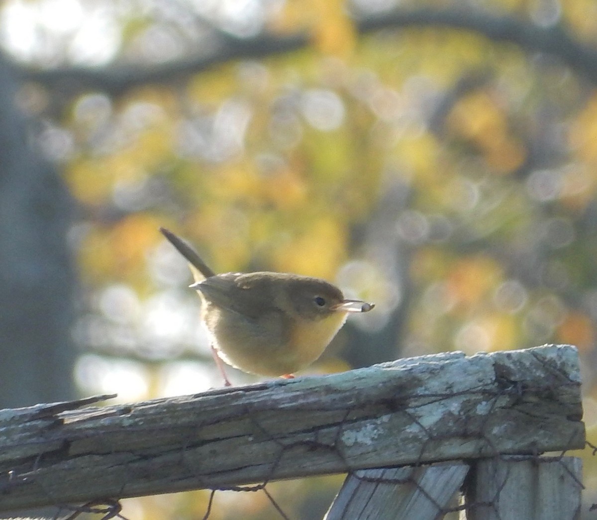 Common Yellowthroat - ML123262591