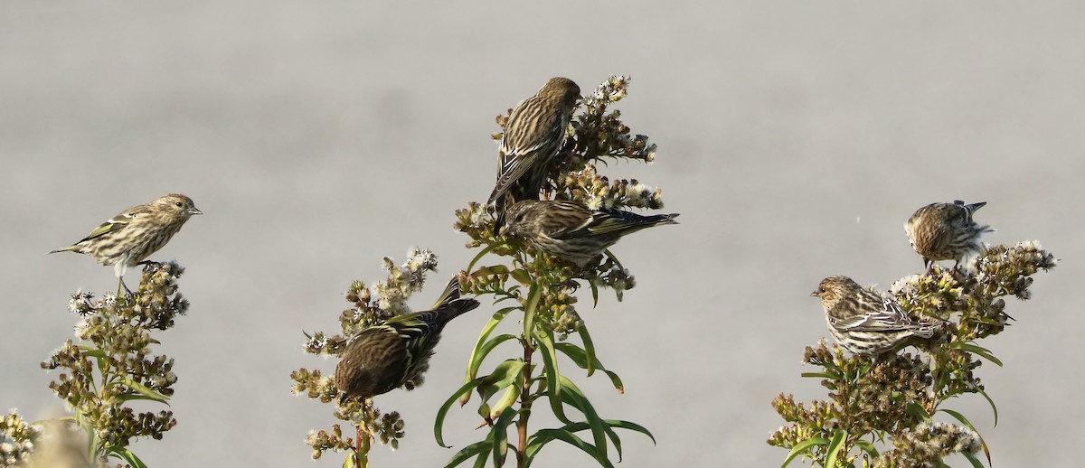 Pine Siskin - ML123263481