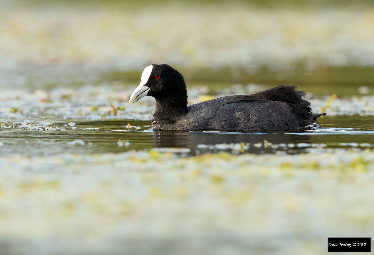 Eurasian Coot - David Irving