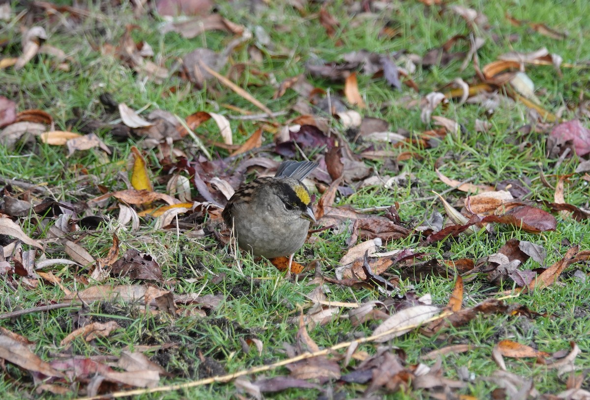 Golden-crowned Sparrow - ML123265621