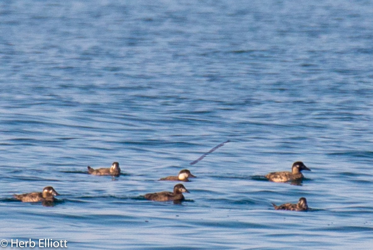 Black Scoter - ML123266431