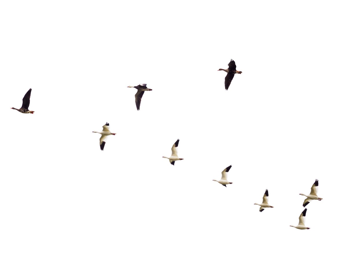 Greater White-fronted Goose - ML123266771