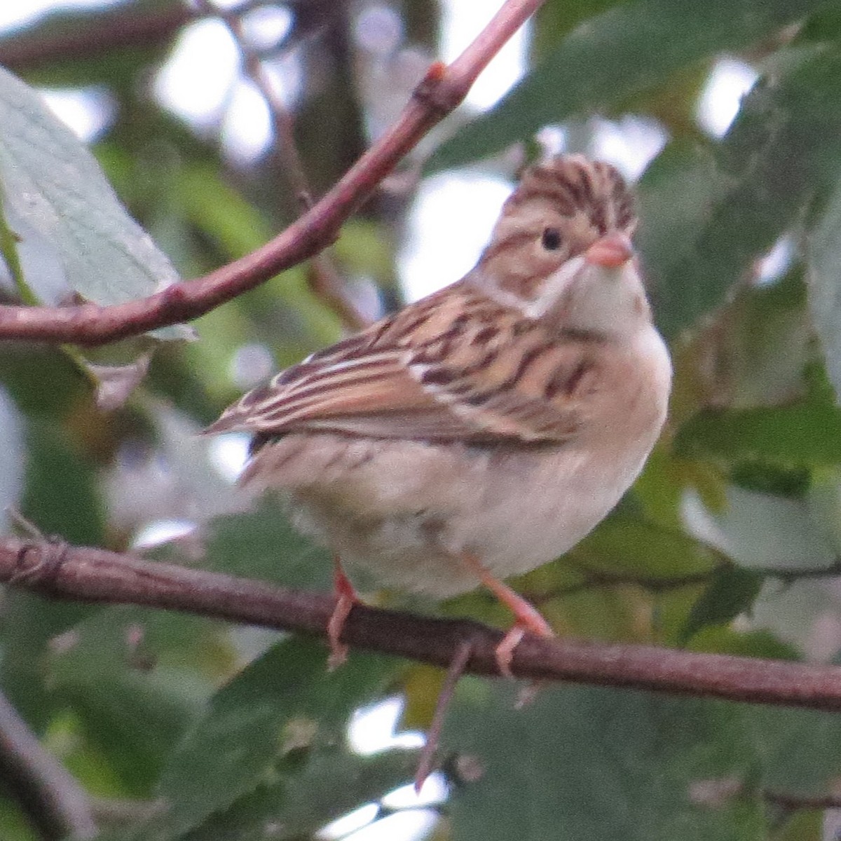 Clay-colored Sparrow - ML123267321