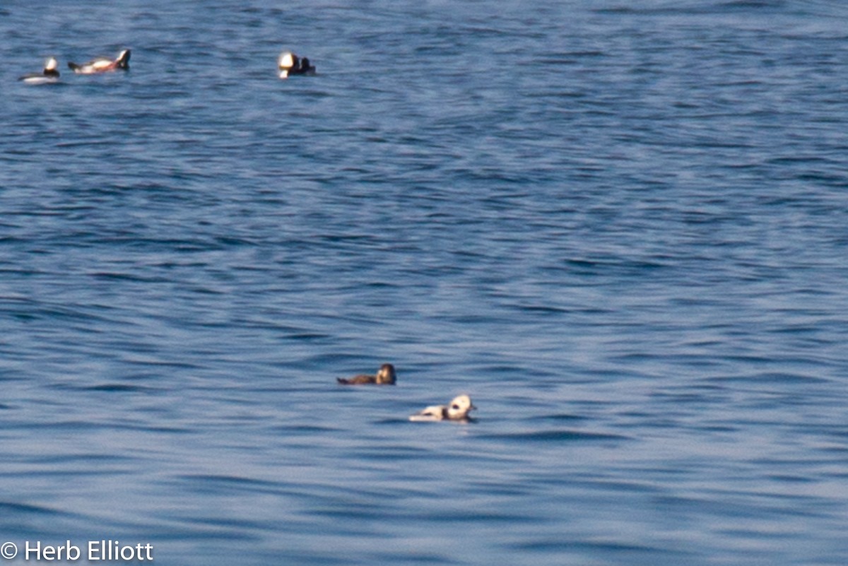 Long-tailed Duck - ML123267371