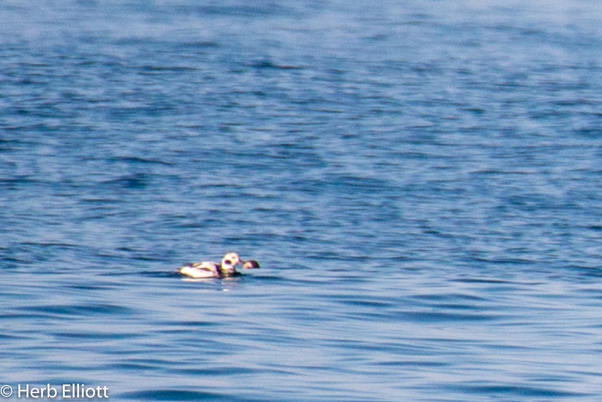 Long-tailed Duck - ML123267401