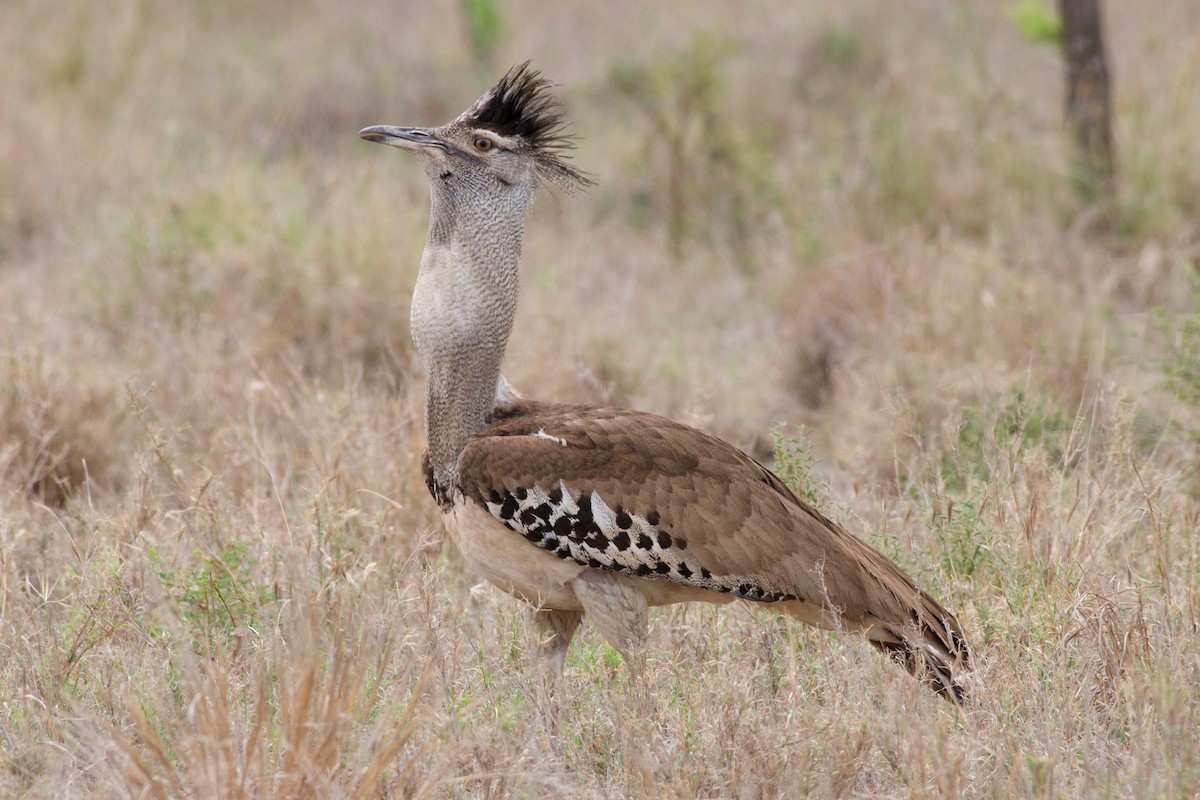 Kori Bustard - ML123269741