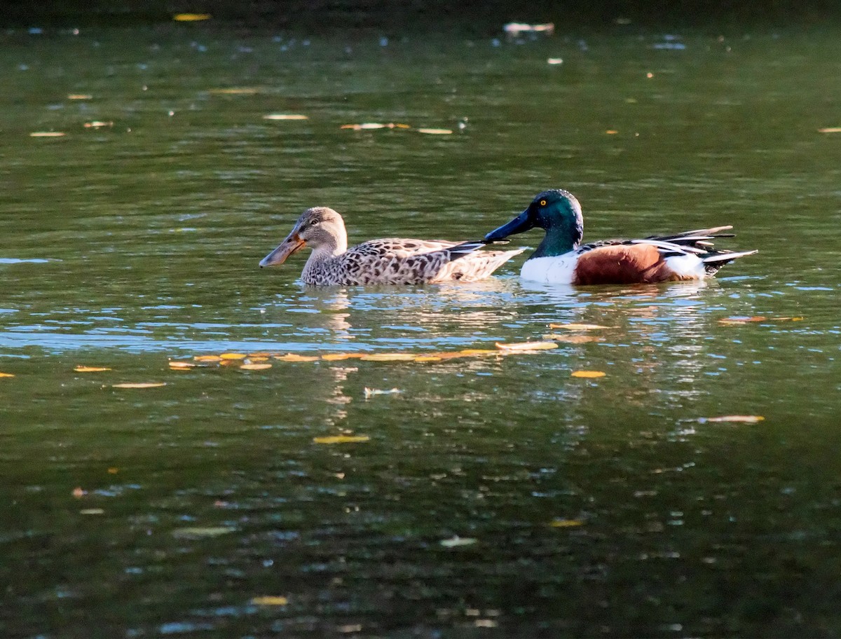 Canard souchet - ML123269871