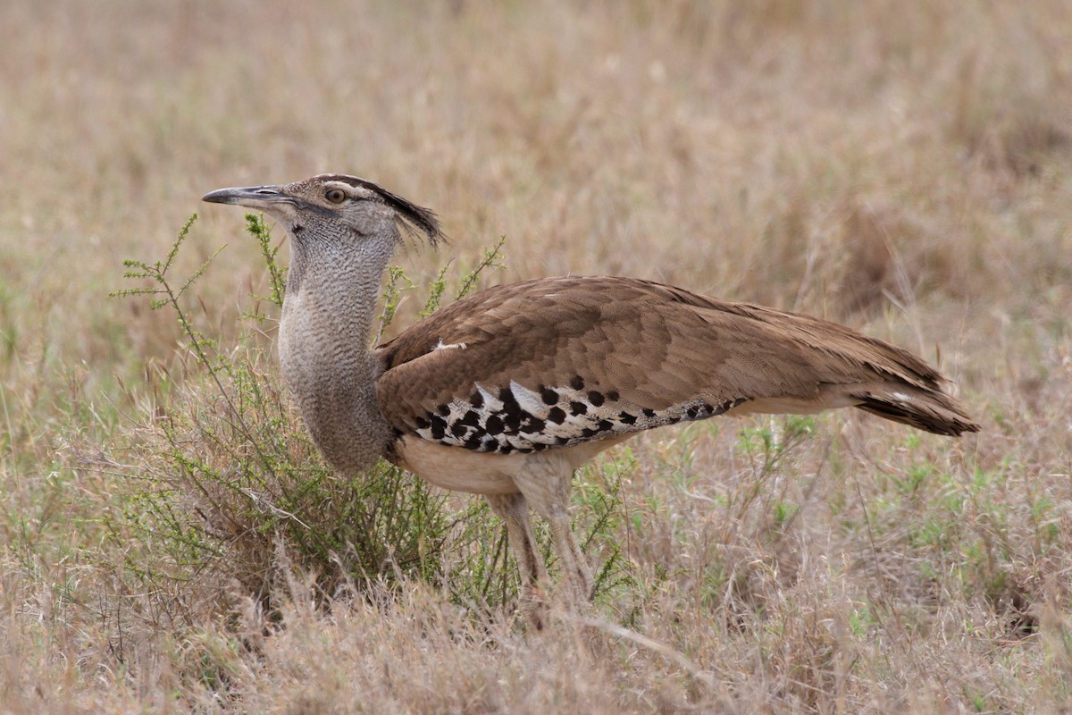 Kori Bustard - ML123269881