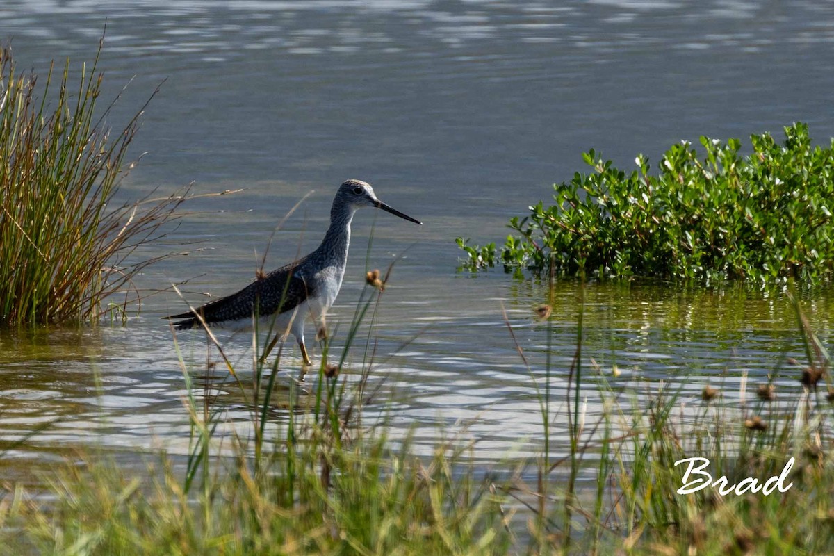 Greater Yellowlegs - ML123272671