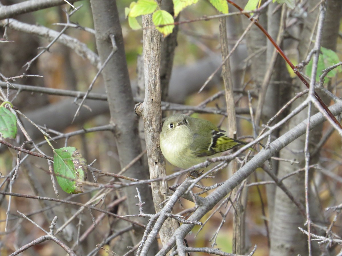 Ruby-crowned Kinglet - Matthew Garvin