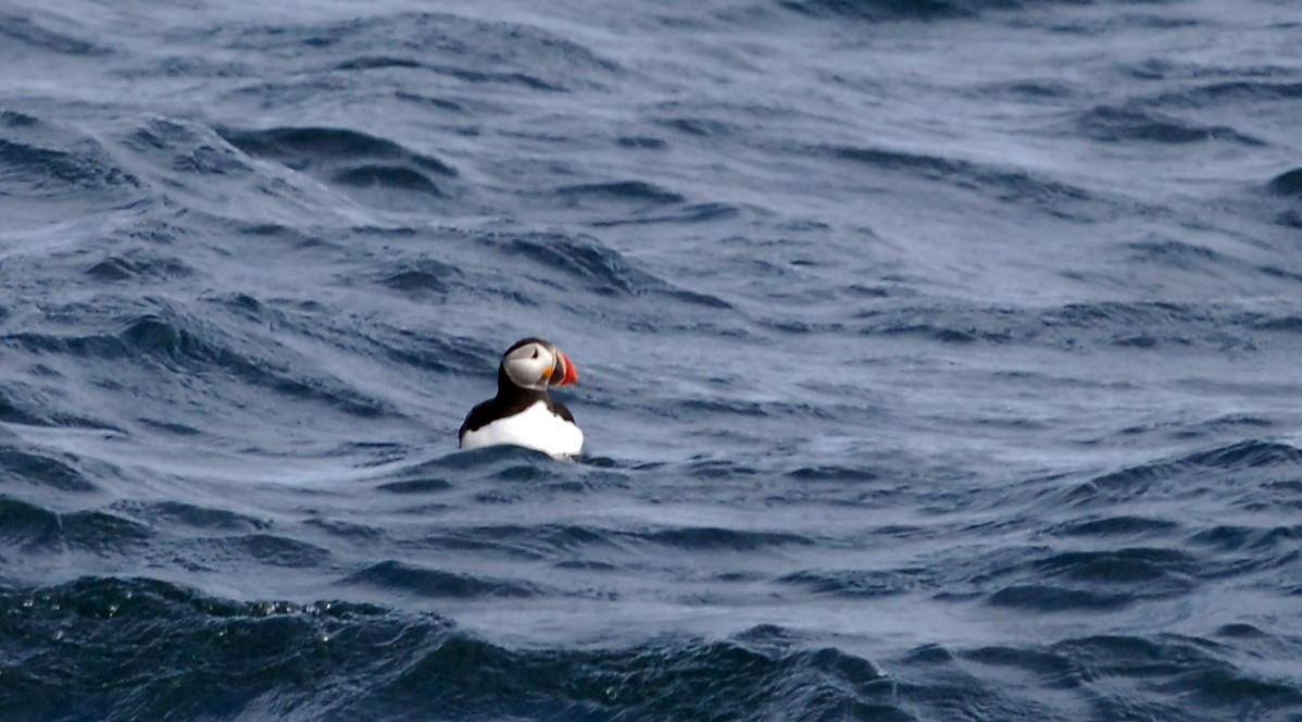 Atlantic Puffin - ML123277871