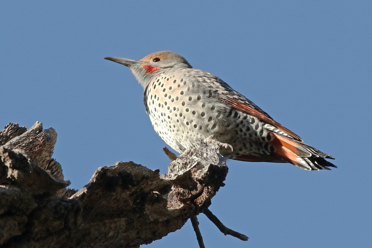 Northern Flicker (Red-shafted) - ML123278161