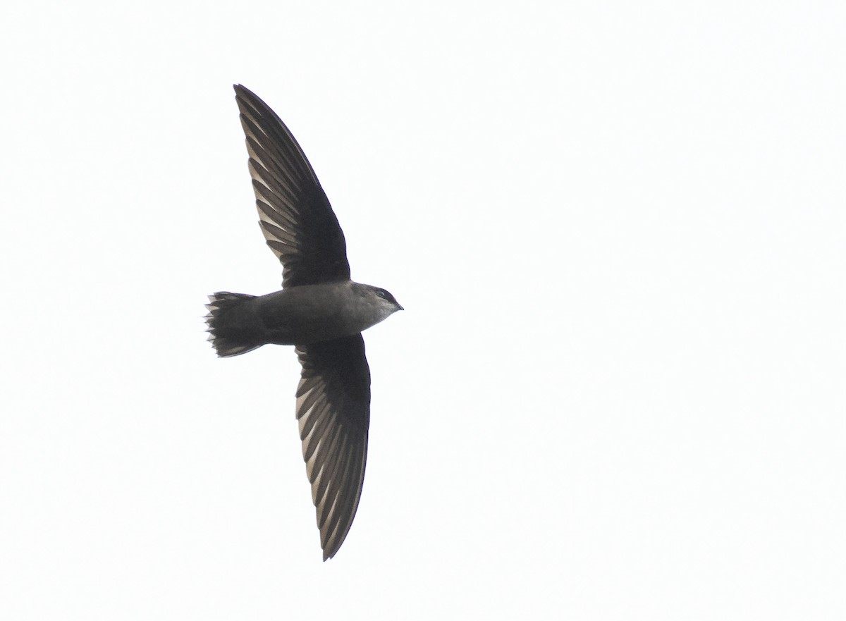 Chimney Swift - Marky Mutchler