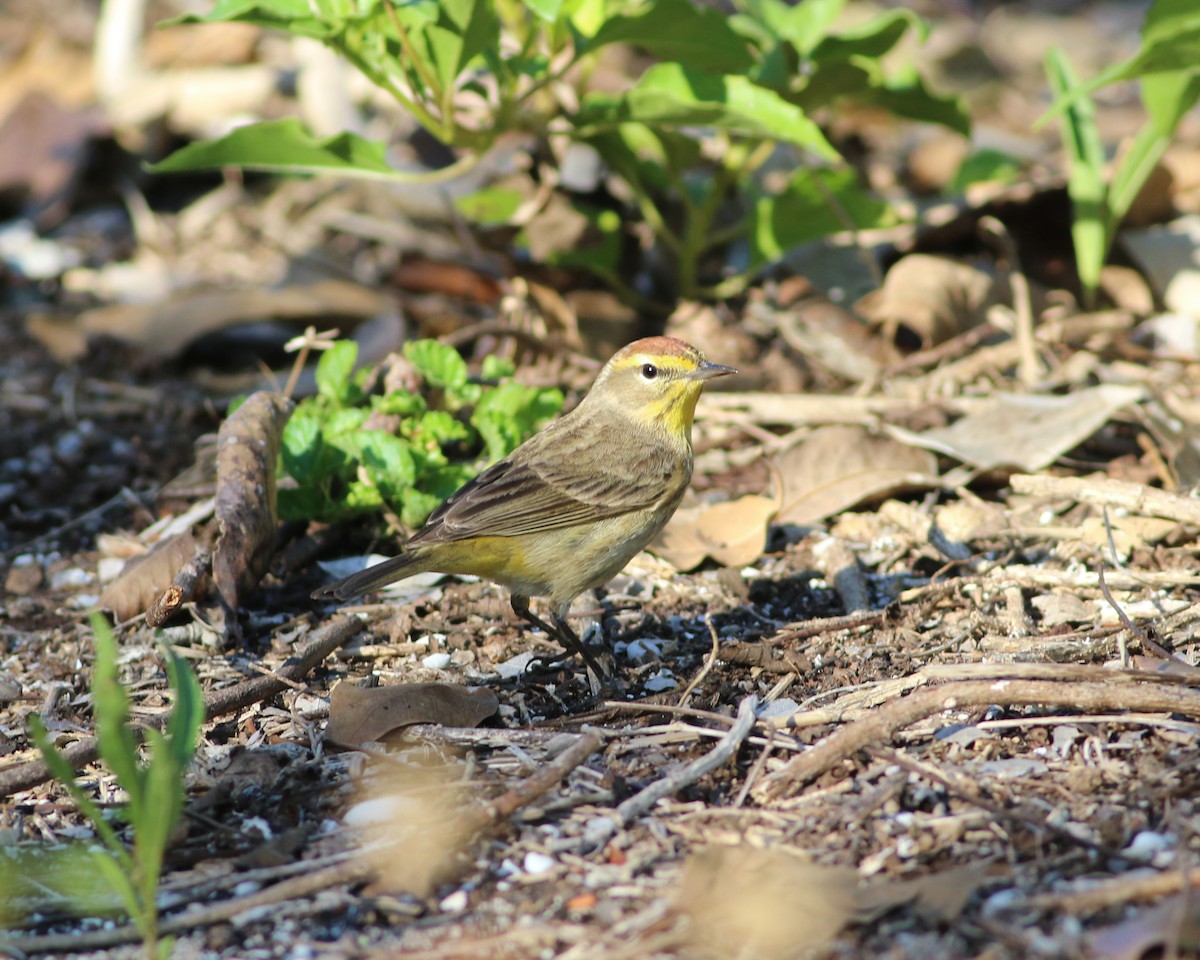 Palm Warbler - Jamie Harmon