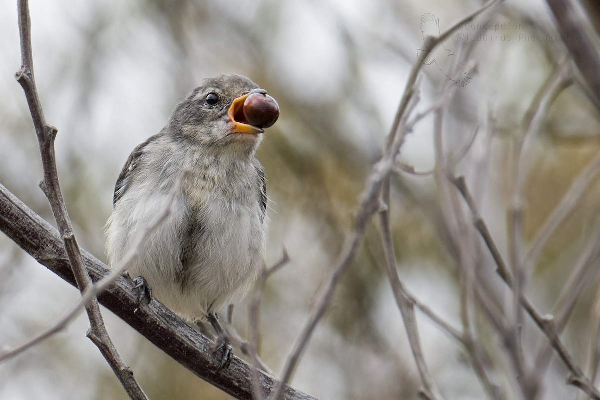 Mistletoebird - ML123279471