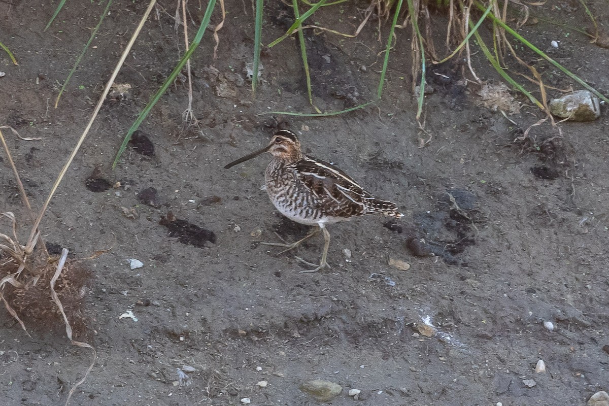 Wilson's Snipe - ML123280011