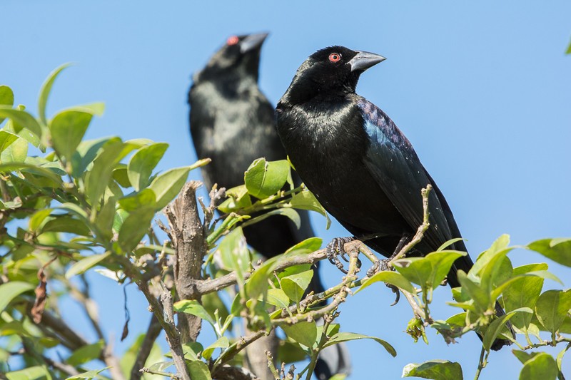 Bronzed Cowbird - ML123280311