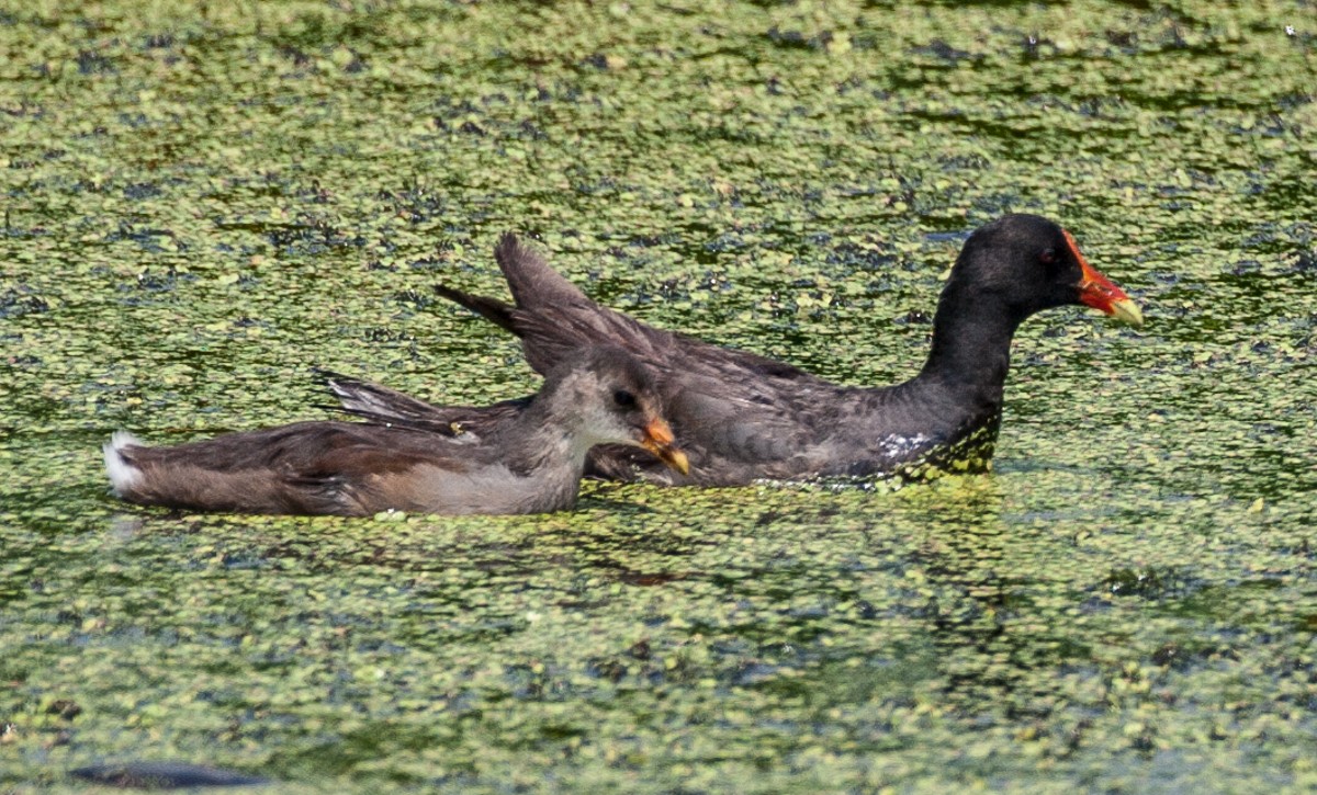 Common Gallinule - ML123280381