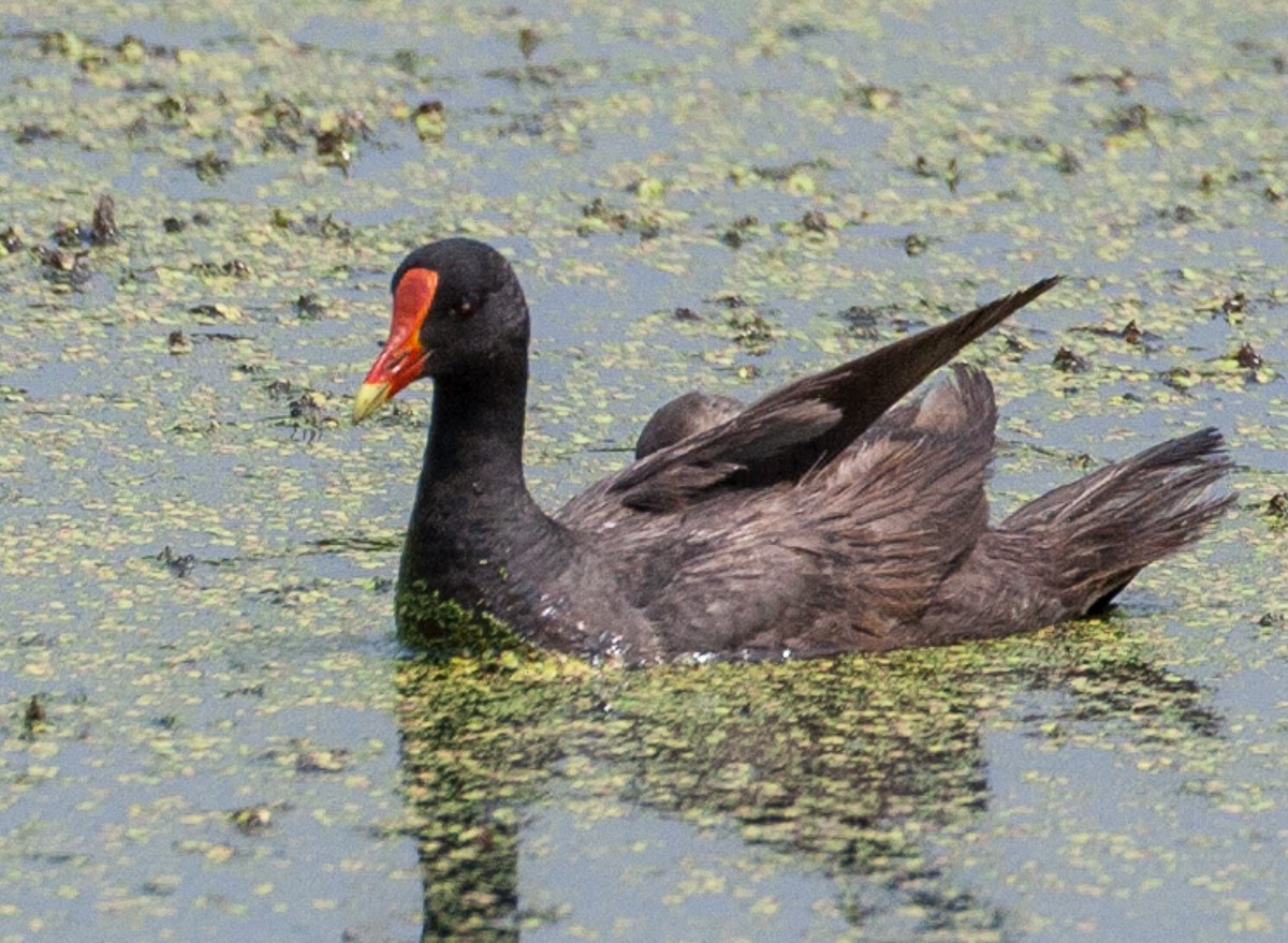 Gallinule d'Amérique - ML123280531