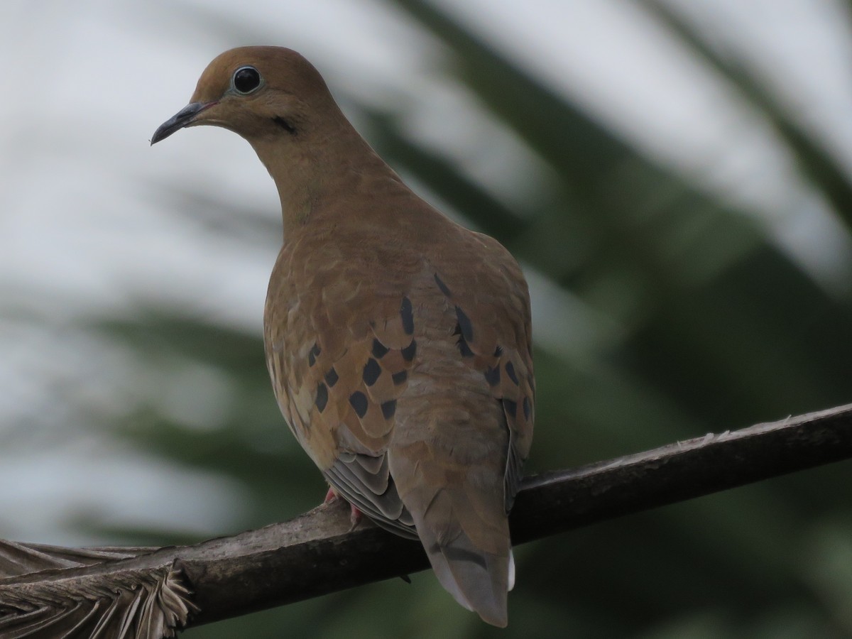 Mourning Dove - ML123280961