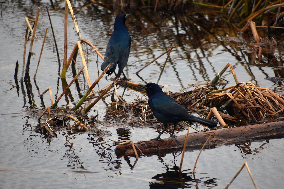 Boat-tailed Grackle - ML123281691