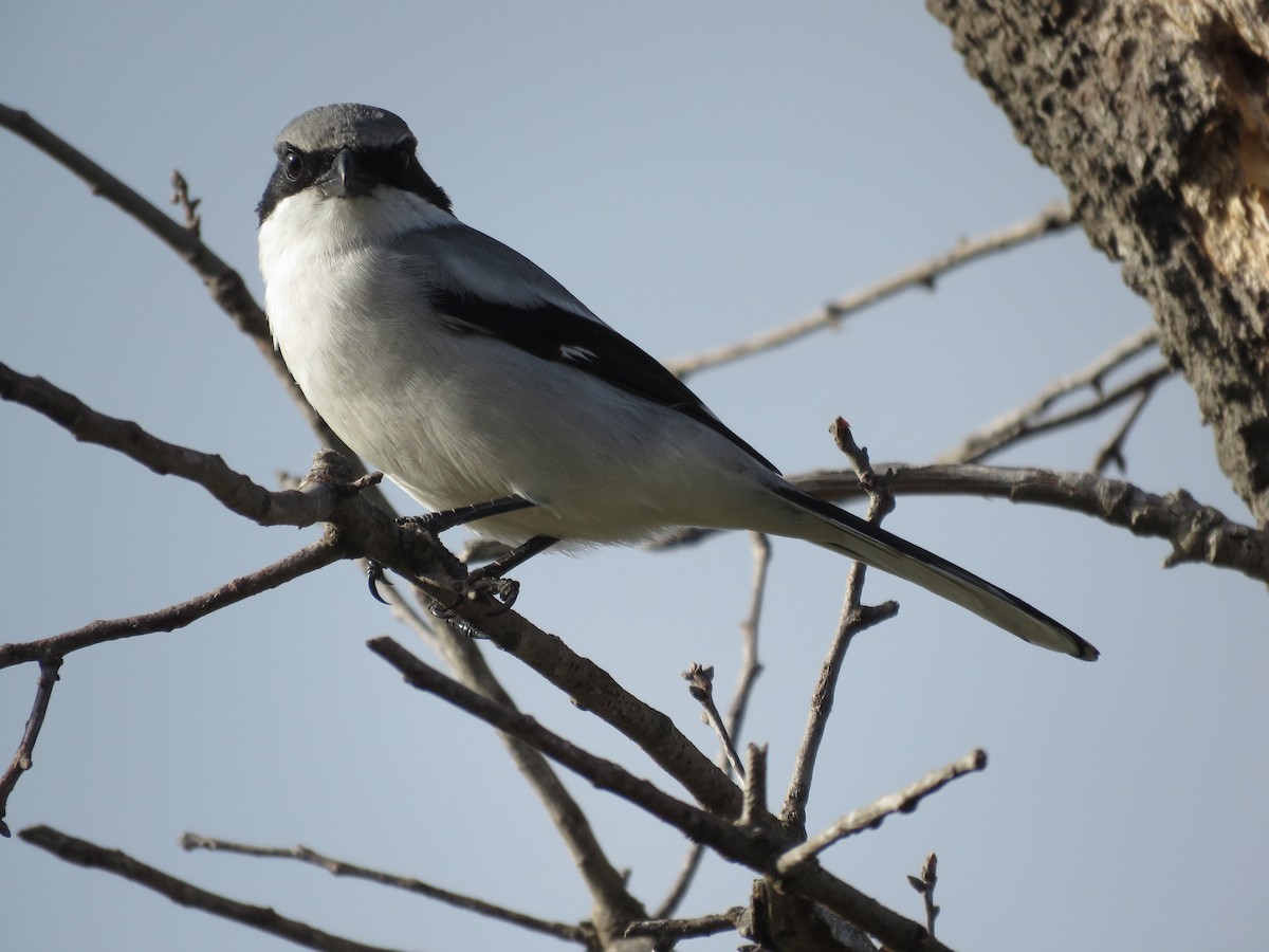 Loggerhead Shrike - Brian Rapoza