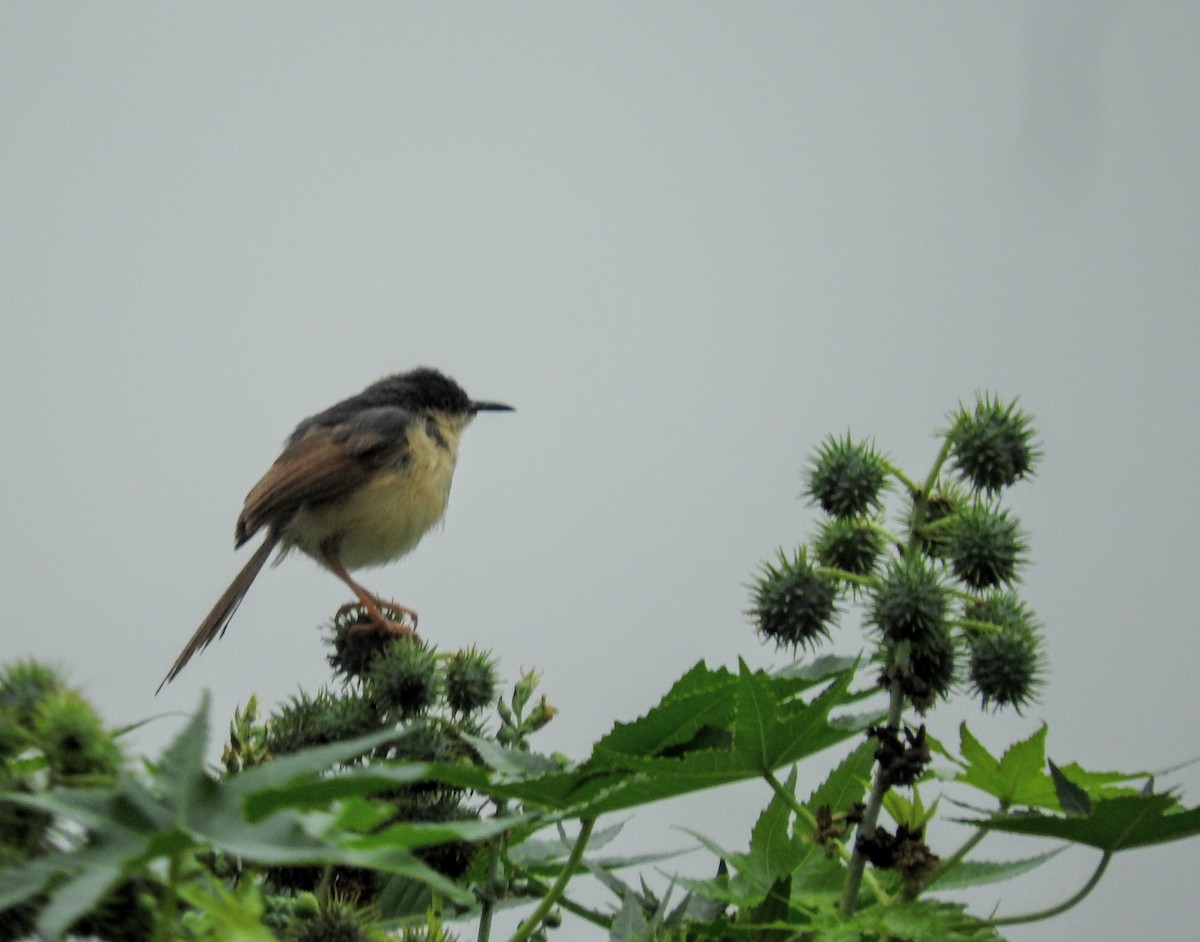 Ashy Prinia - ML123282941