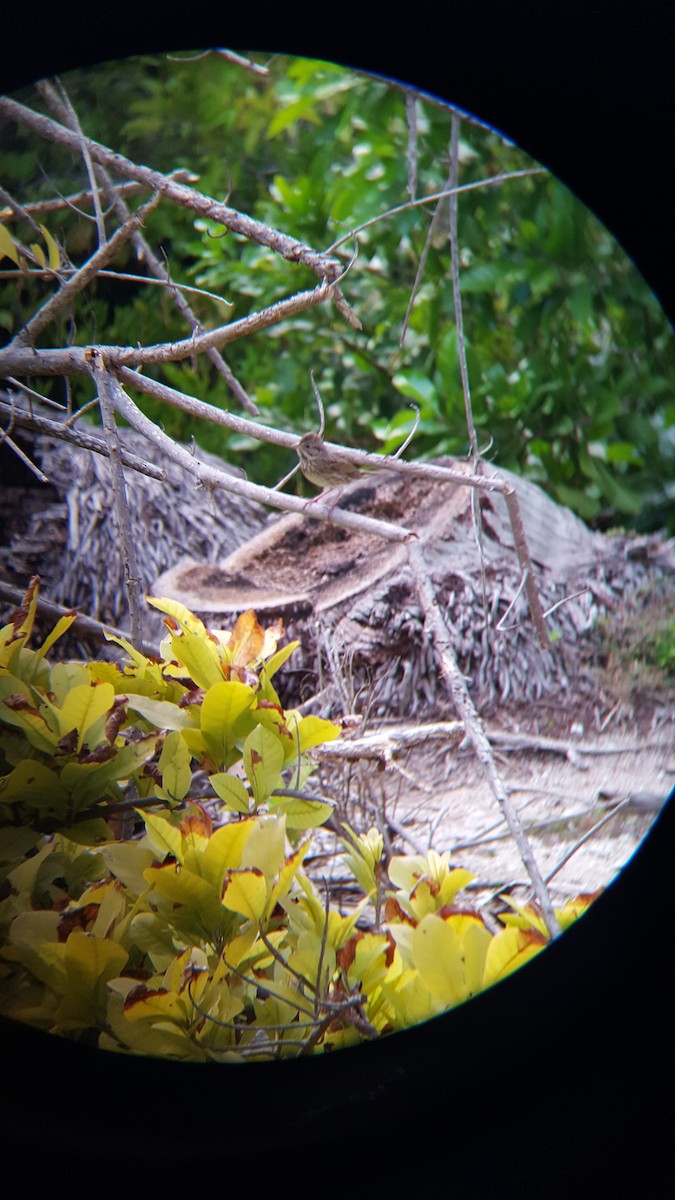 Lincoln's Sparrow - ML123284491