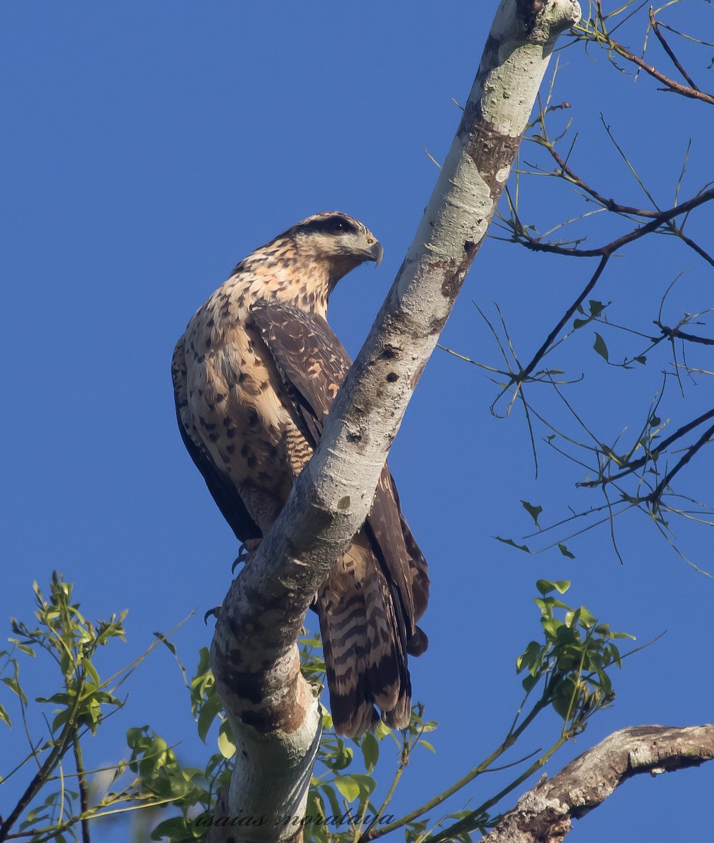 Great Black Hawk - Isaias Morataya