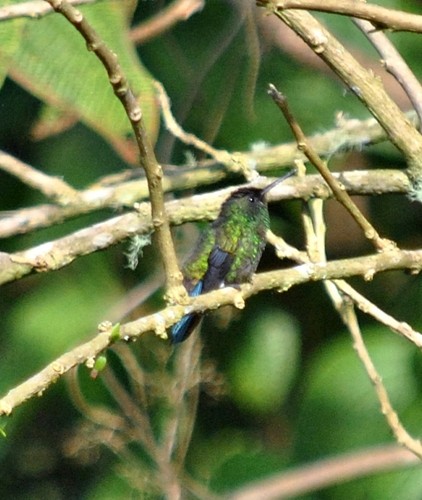 Steely-vented Hummingbird - ML123284991