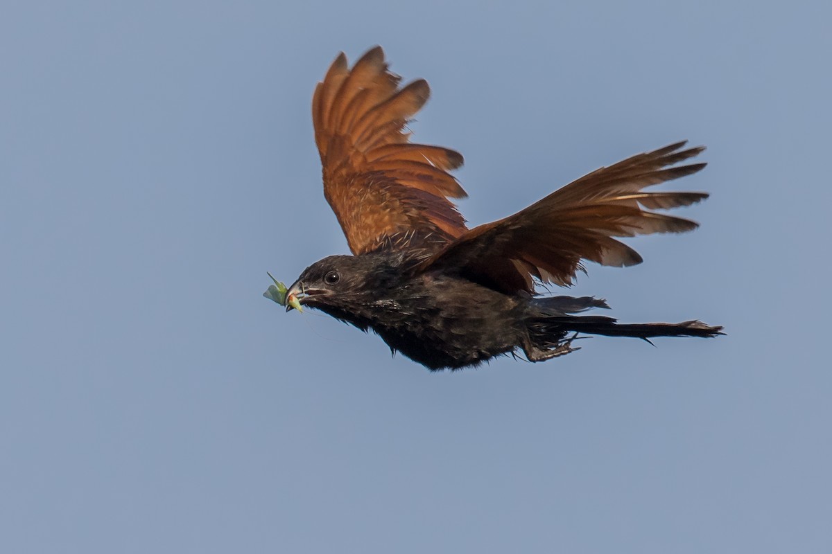 Lesser Coucal - Adrian Silas Tay