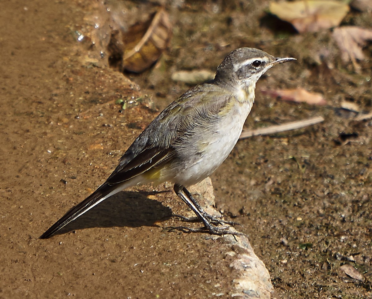 Eastern Yellow Wagtail - Steven Cheong