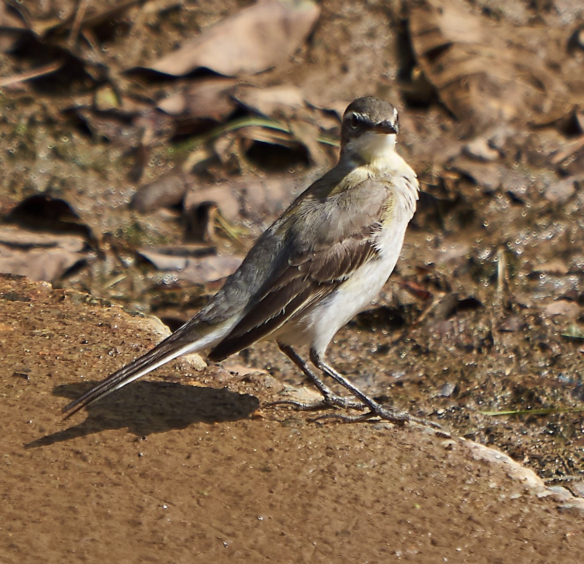 Eastern Yellow Wagtail - Steven Cheong