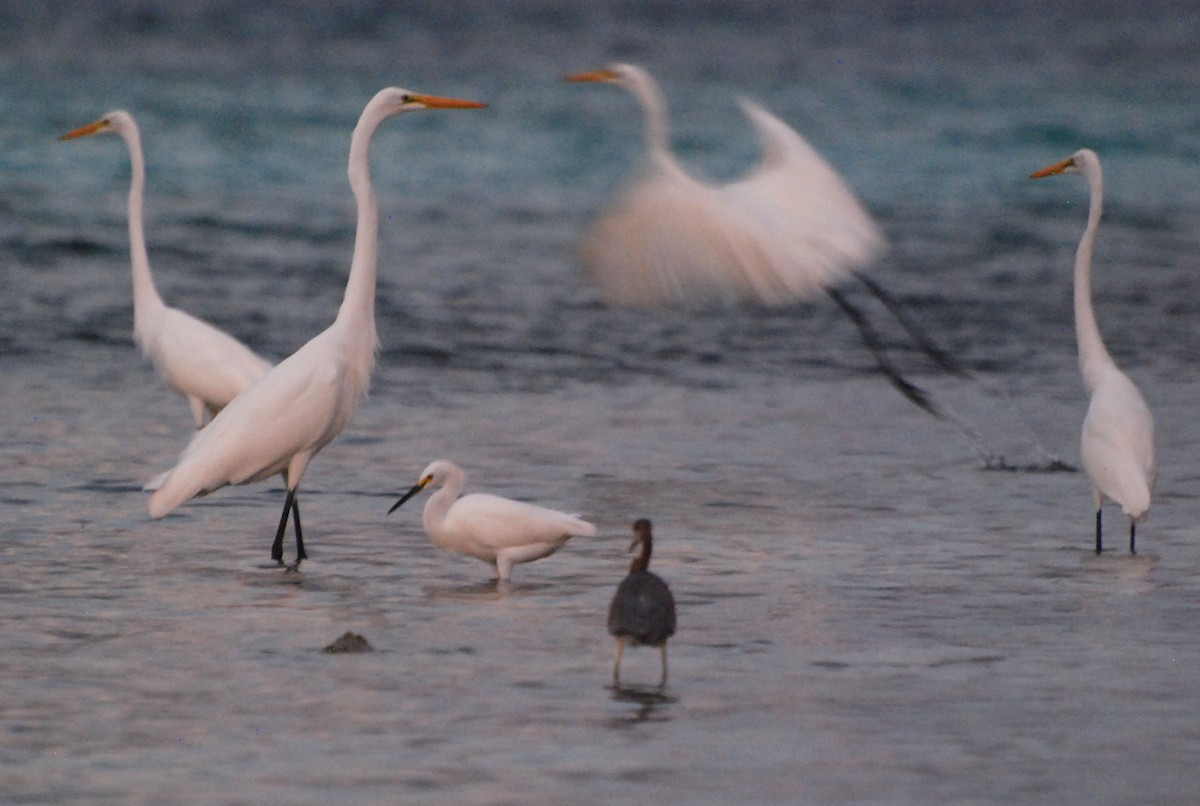 Great Egret - ML123289841